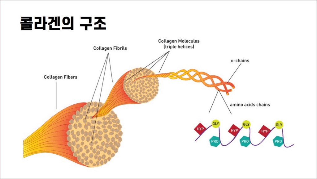 저분자 콜라겐