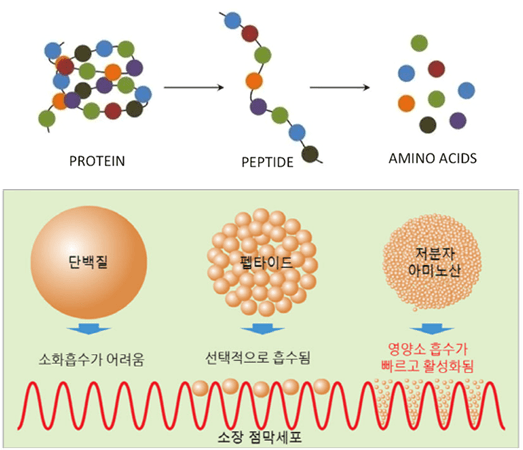 저분자 콜라겐